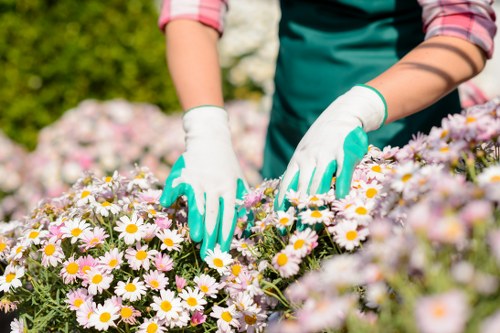 Professional maintenance of a landscape garden