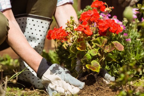 Benefits of professional tree care services